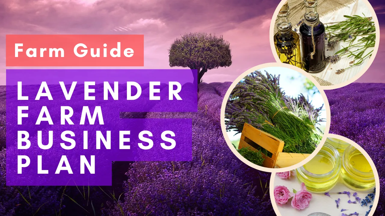 lavender farm business plan template