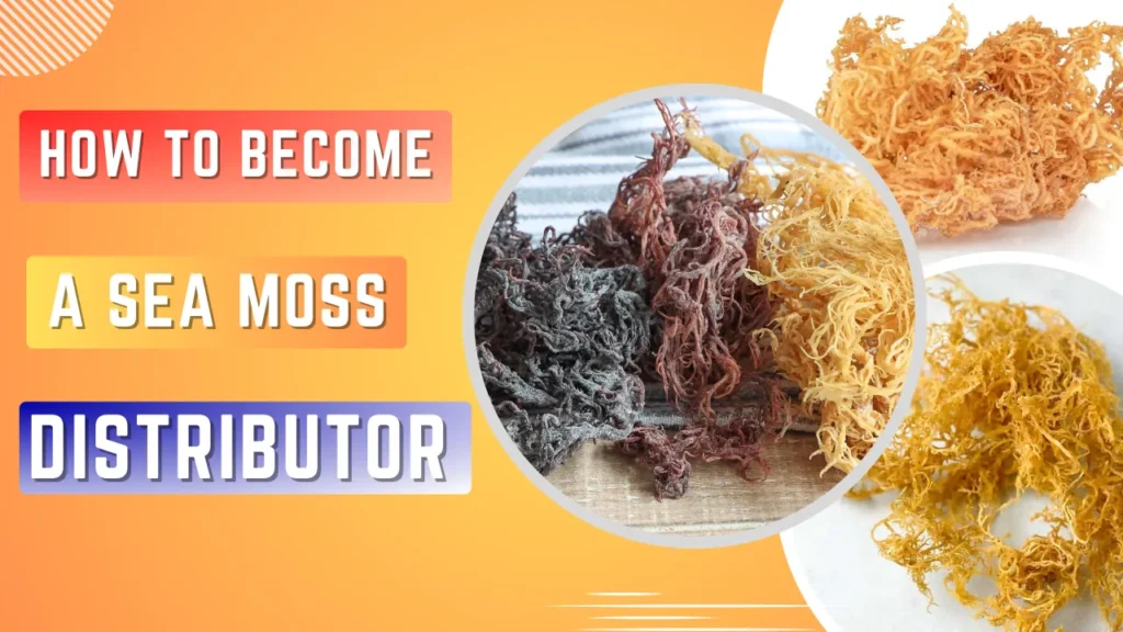 How to Become a Sea Moss Distributor